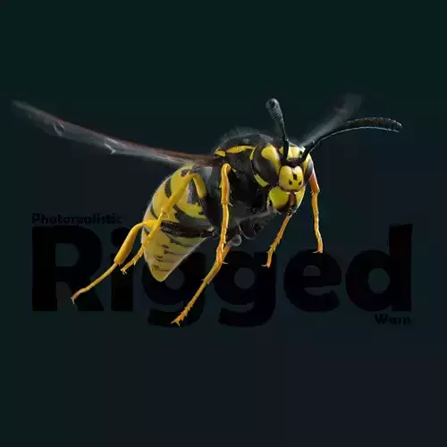 Photorealistic Wasp 3D Model - Vespula Germanica 3D model