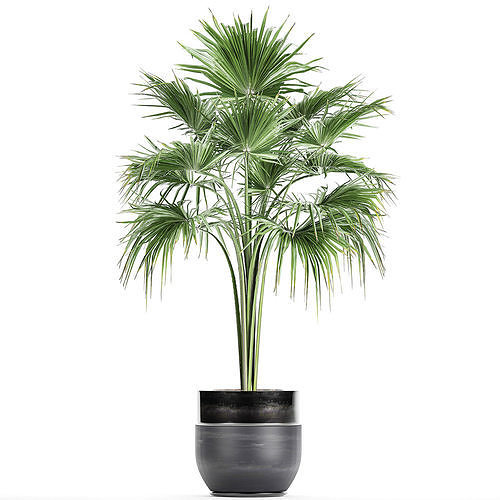 Decorative palm in a flowerpot 729 3D model