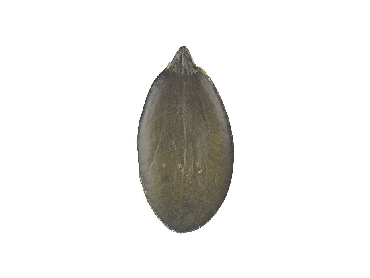 Photorealistic Pumpkin Seed 3D Scan 3D model_1