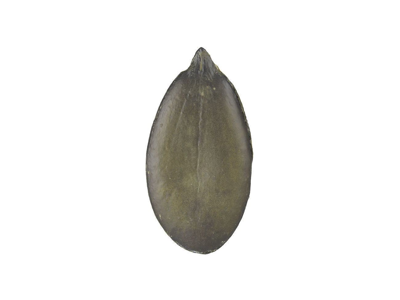 Photorealistic Pumpkin Seed 3D Scan 3D model_3
