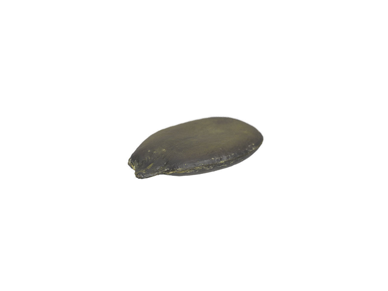 Photorealistic Pumpkin Seed 3D Scan 3D model_5