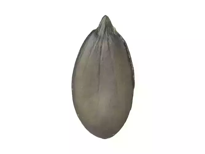 Photorealistic Pumpkin Seed 3D Scan