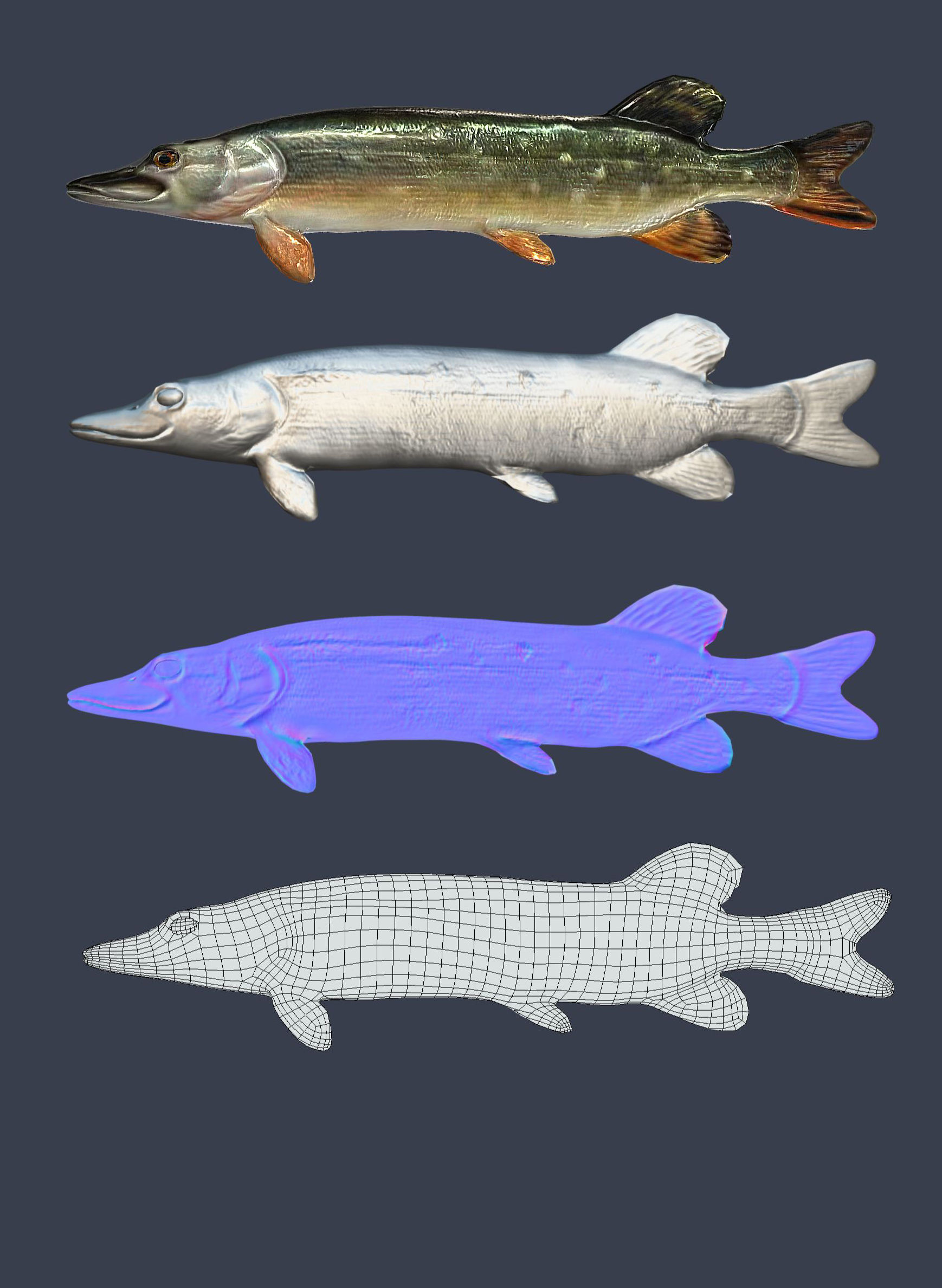 Pike Fish Low-poly 3D model_2