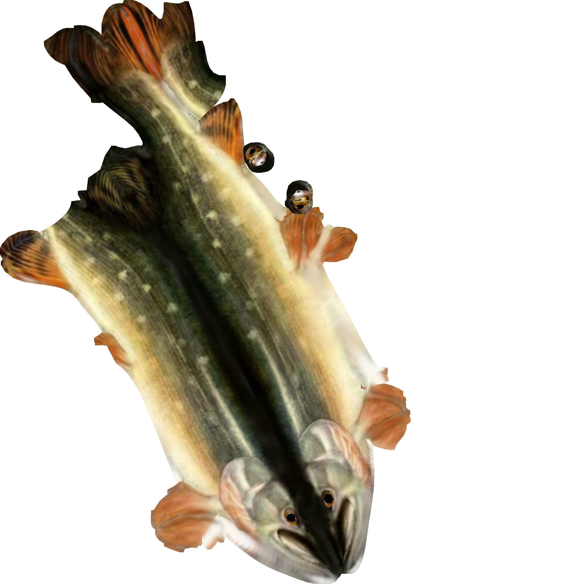 Pike Fish Low-poly 3D model_5