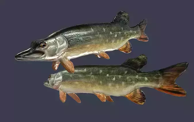 Pike Fish Low-poly 3D model