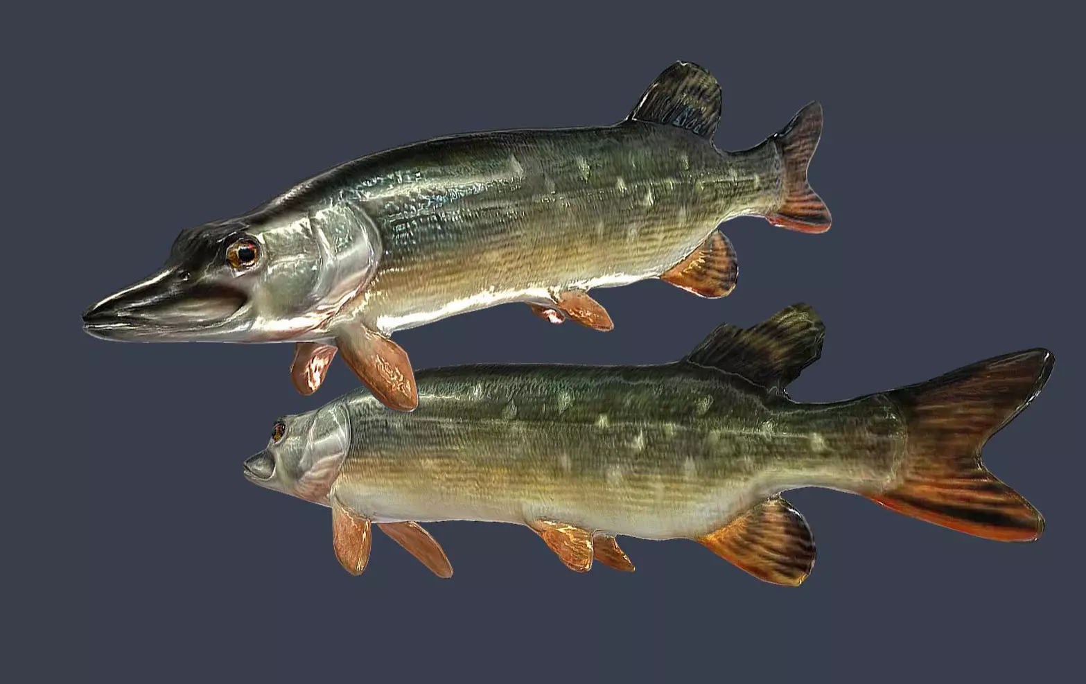 Pike Fish Low-poly 3D model_0