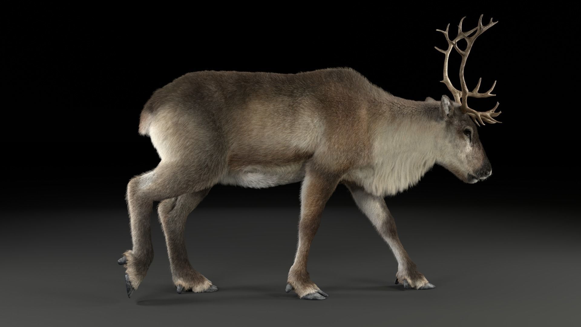ReinDeer Male and Female Animated 3D model_9