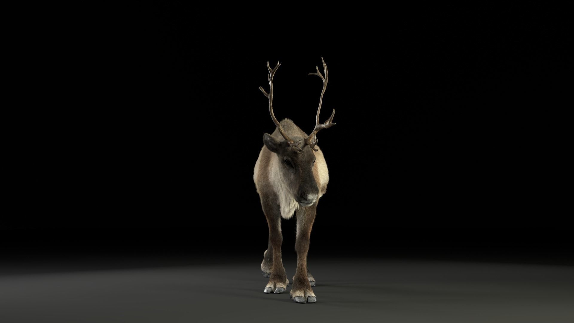 ReinDeer Male and Female Animated 3D model_10