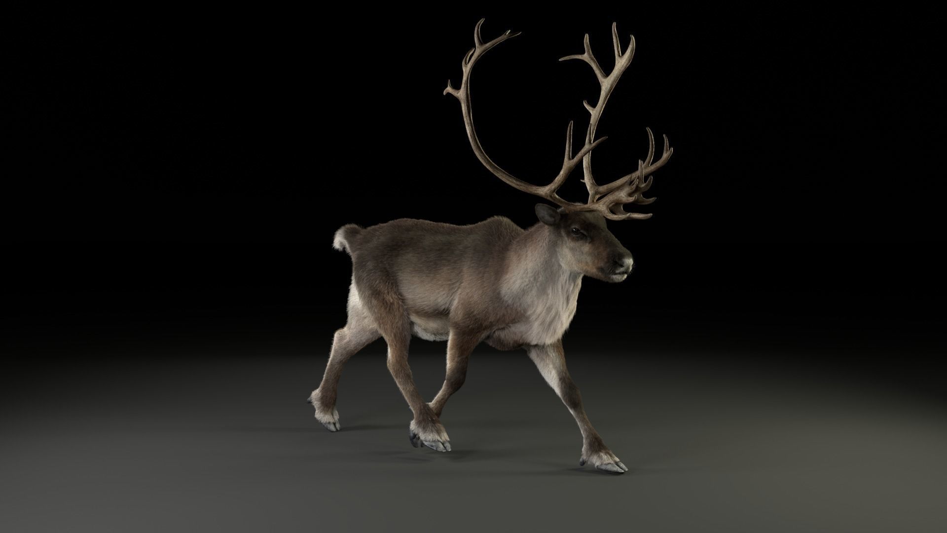 ReinDeer Male and Female Animated 3D model_23