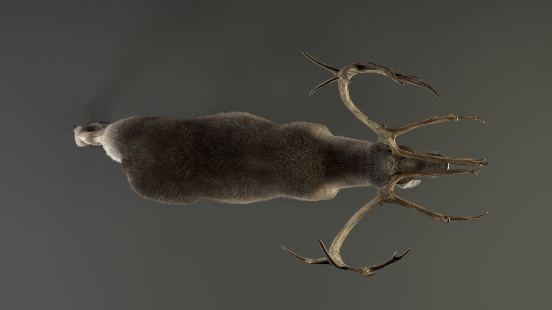 ReinDeer Male and Female Animated 3D model_25
