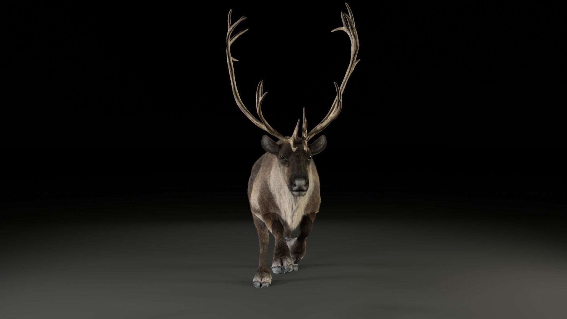 ReinDeer Male and Female Animated 3D model_26