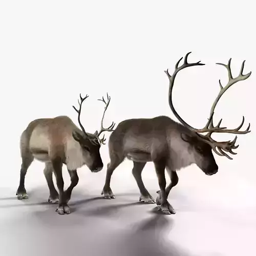 ReinDeer Male and Female Animated 3D model