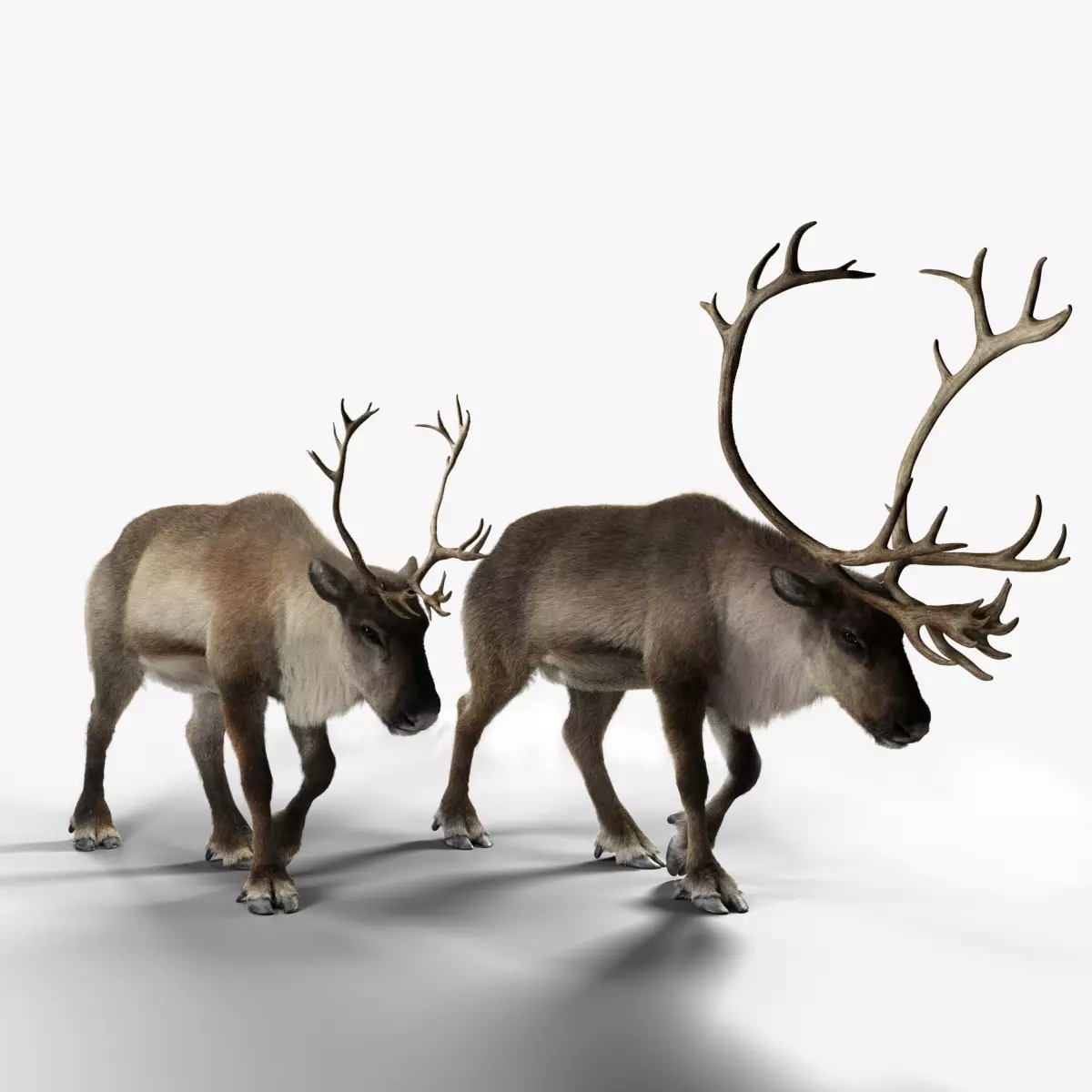 ReinDeer Male and Female Animated 3D model_0