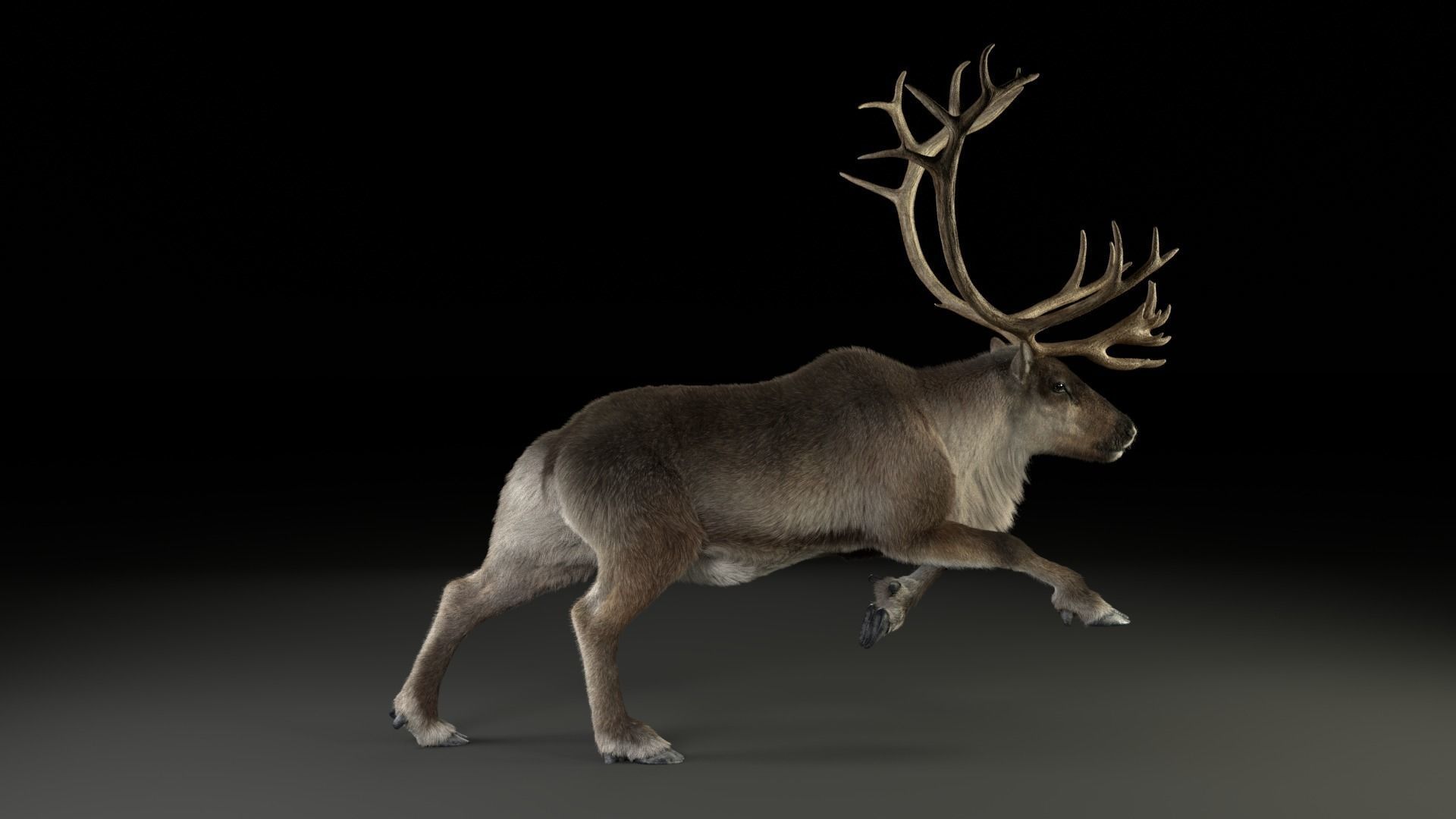 ReinDeer Male and Female Animated 3D model_24