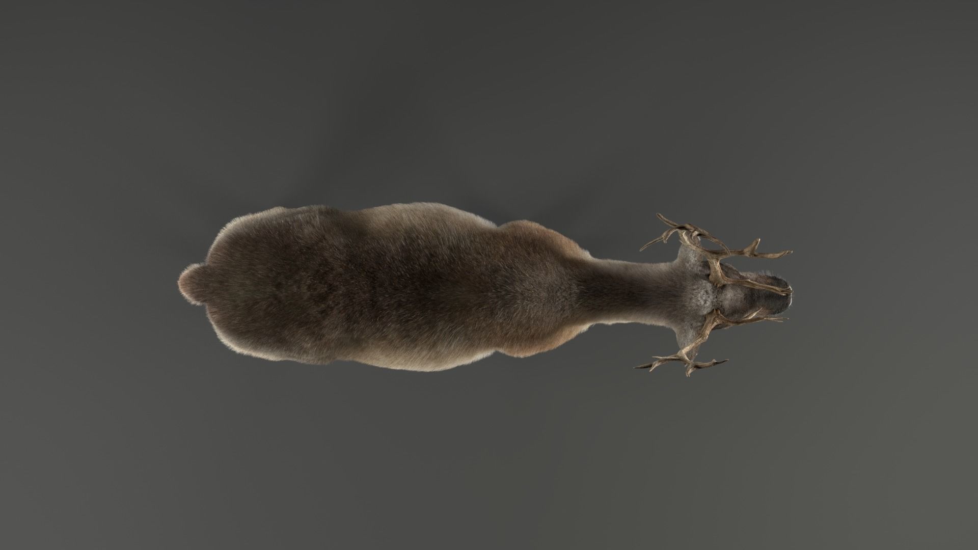 ReinDeer Male and Female Animated 3D model_8