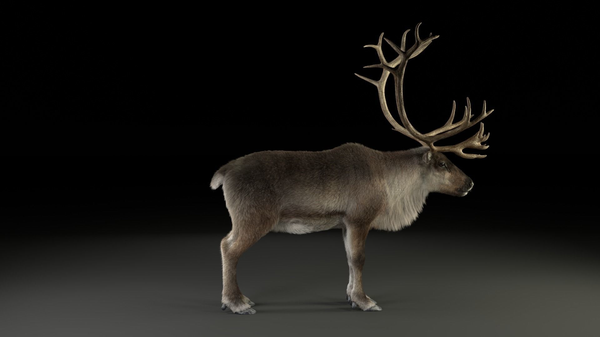 ReinDeer Male and Female Animated 3D model_27
