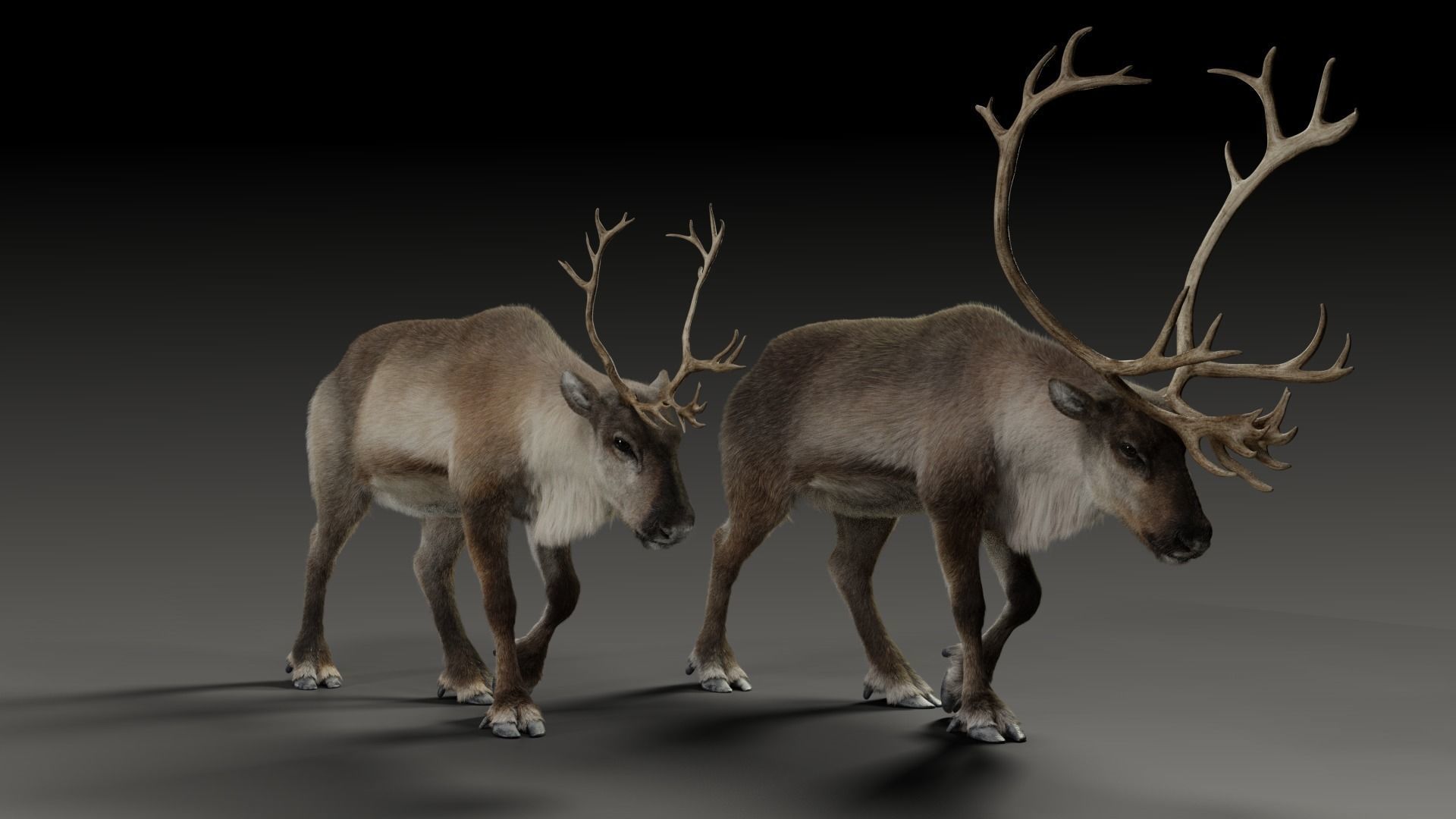 ReinDeer Male and Female Animated 3D model_7