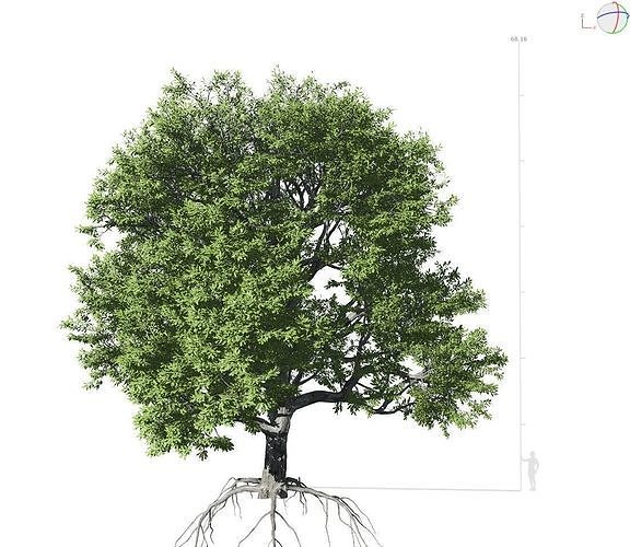 Broadleaf Tree 001 3D model