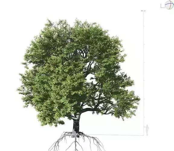 Broadleaf Tree 001 3D model