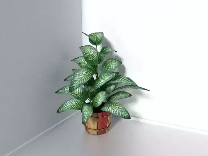 Dieffenbachia seguine potted plant