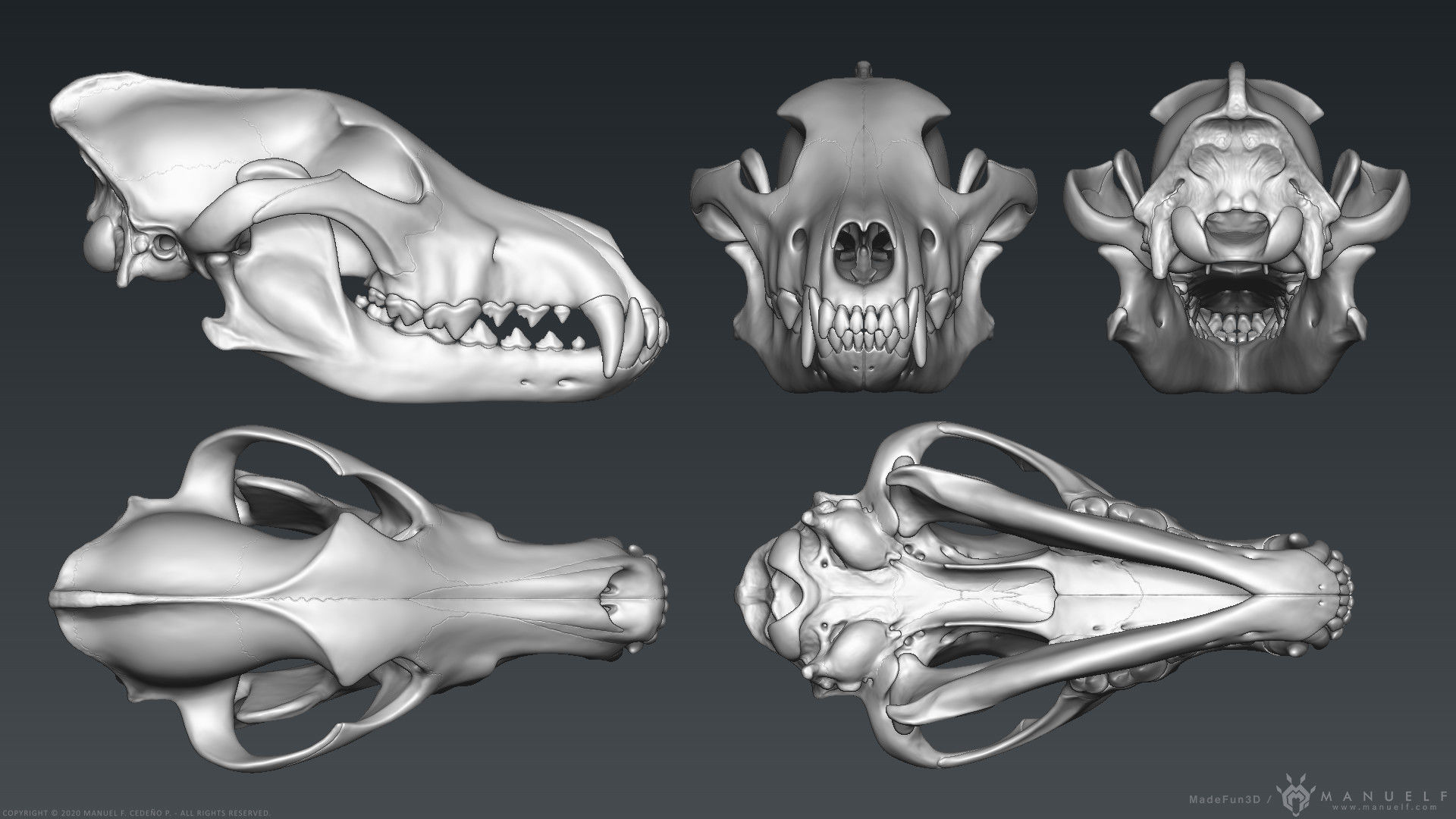 3D Wolf Skull - Highpoly sculpture 3D model_3