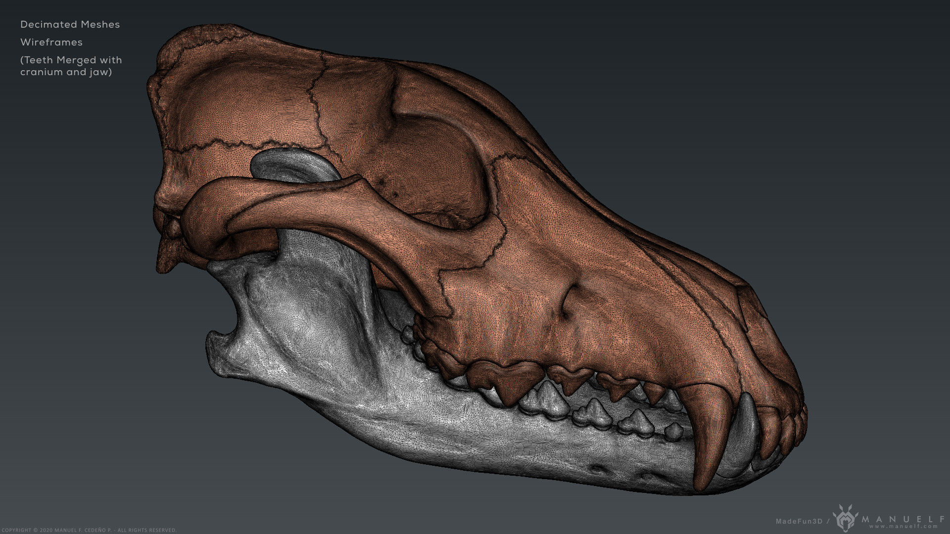 3D Wolf Skull - Highpoly sculpture 3D model_18