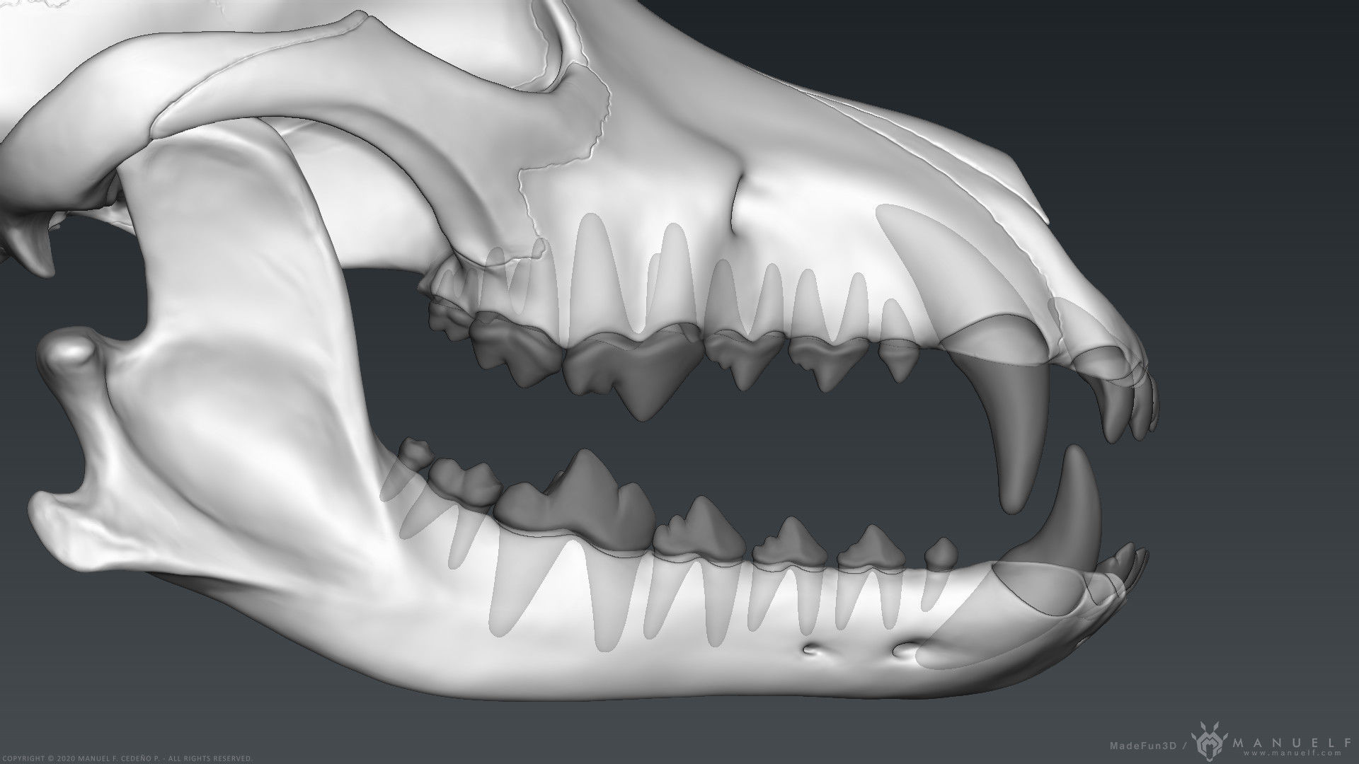 3D Wolf Skull - Highpoly sculpture 3D model_13