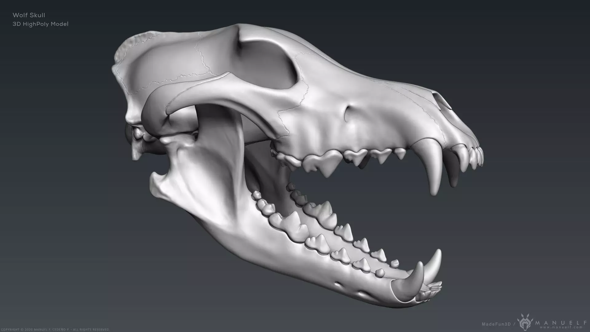 3D Wolf Skull - Highpoly sculpture 3D model_0