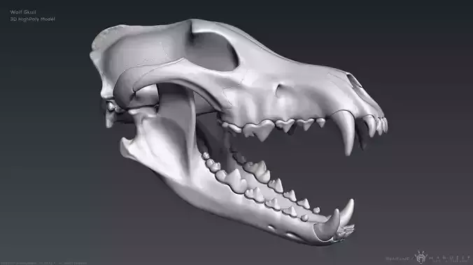 3D Wolf Skull - Highpoly sculpture 3D model