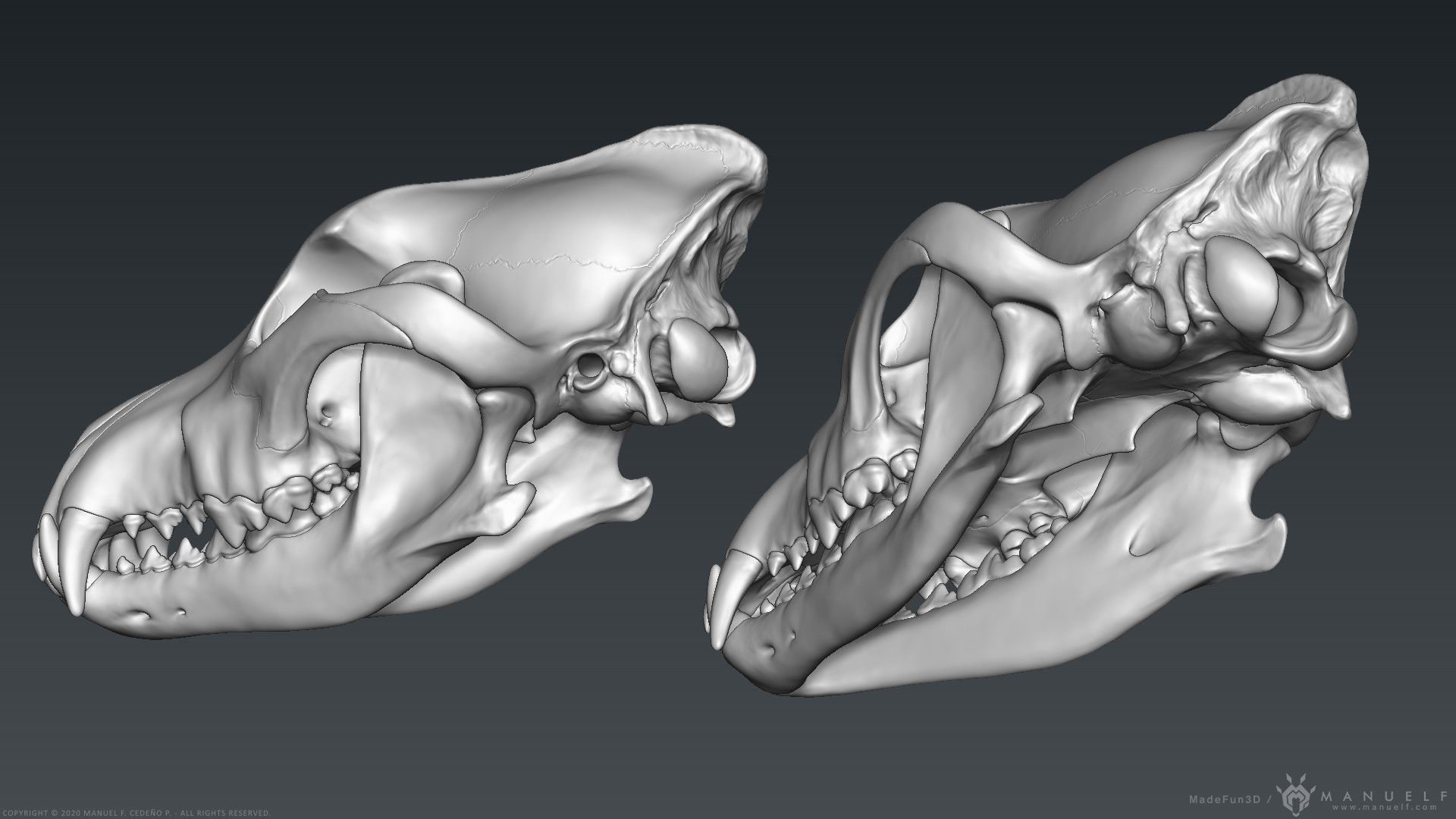 3D Wolf Skull - Highpoly sculpture 3D model_5