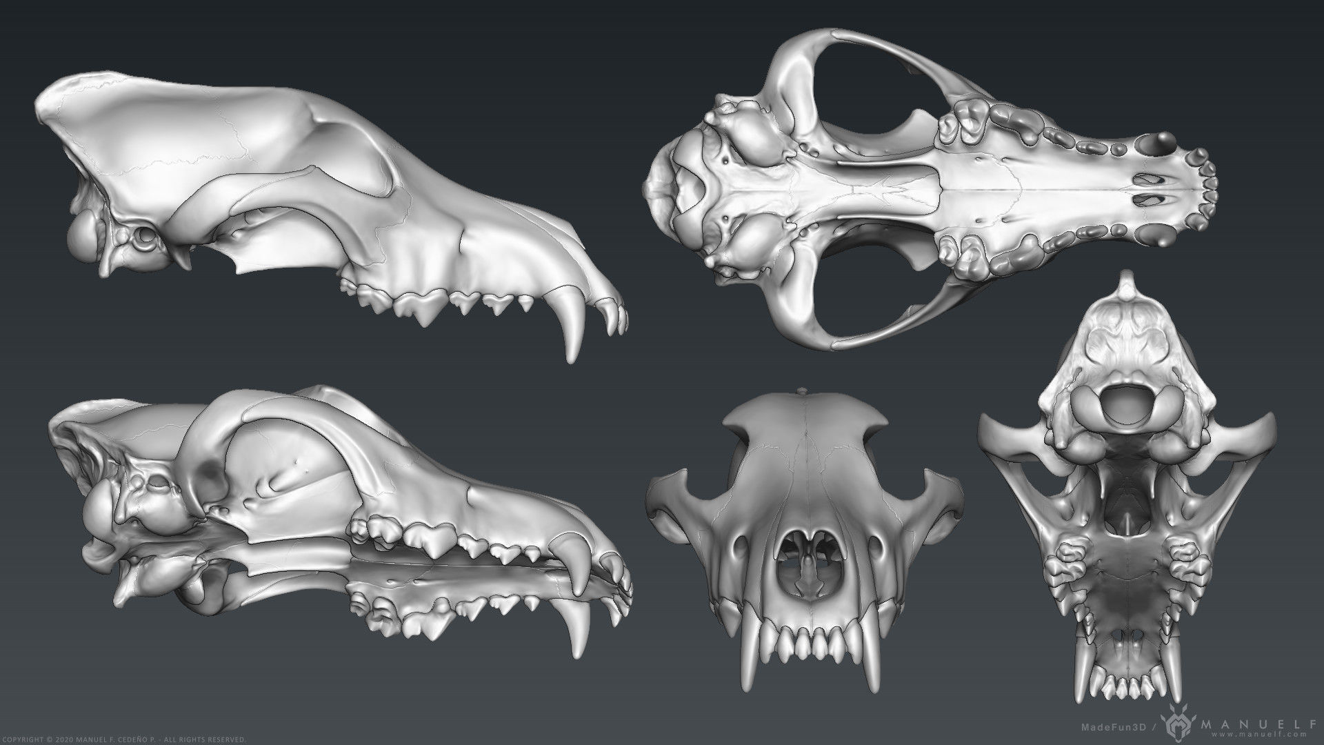 3D Wolf Skull - Highpoly sculpture 3D model_7