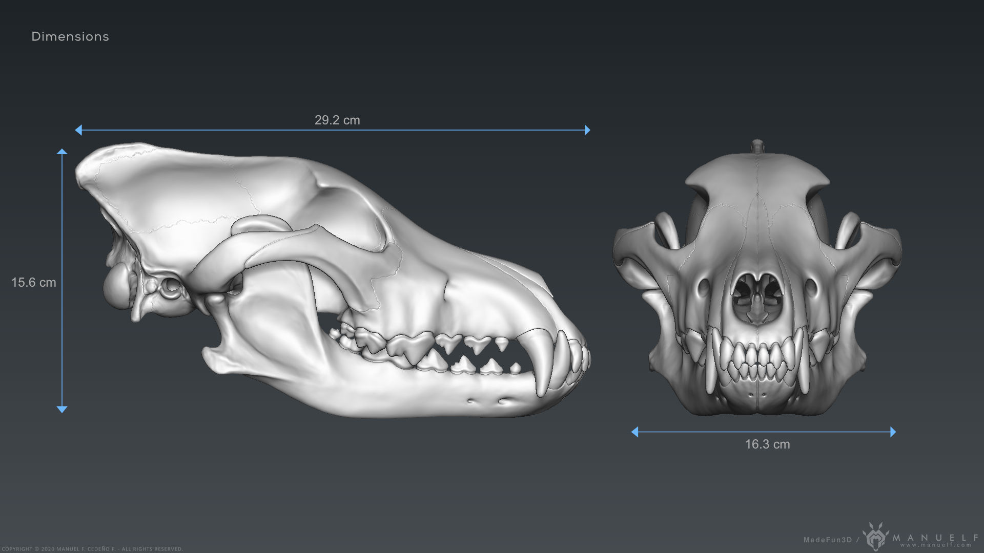 3D Wolf Skull - Highpoly sculpture 3D model_21