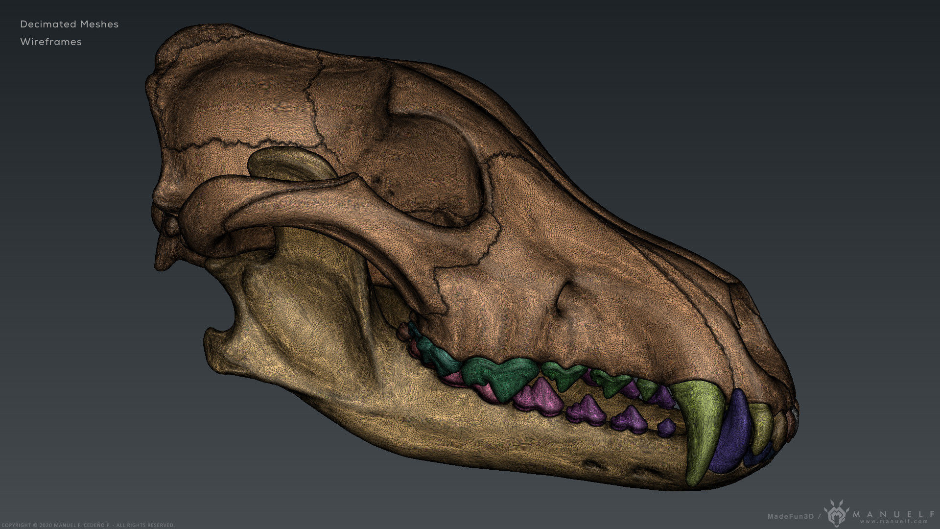 3D Wolf Skull - Highpoly sculpture 3D model_17