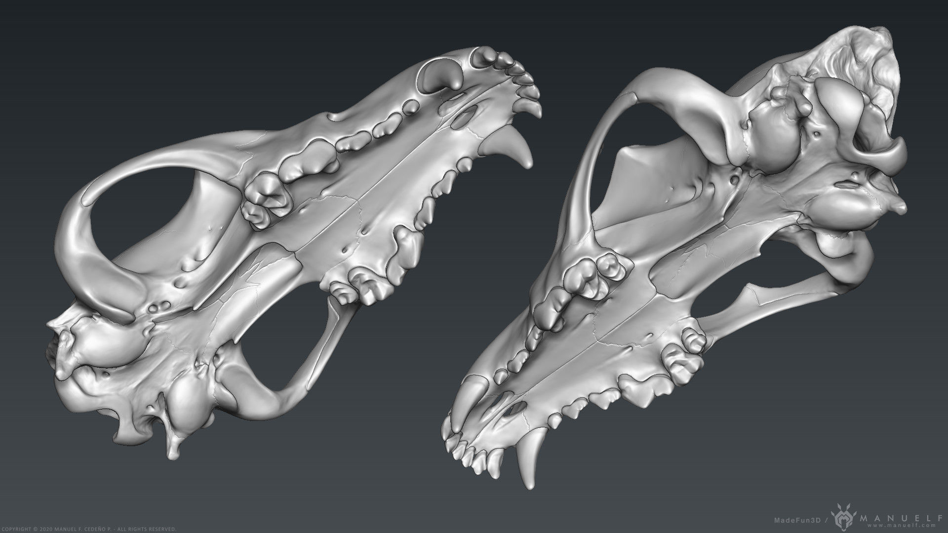3D Wolf Skull - Highpoly sculpture 3D model_6