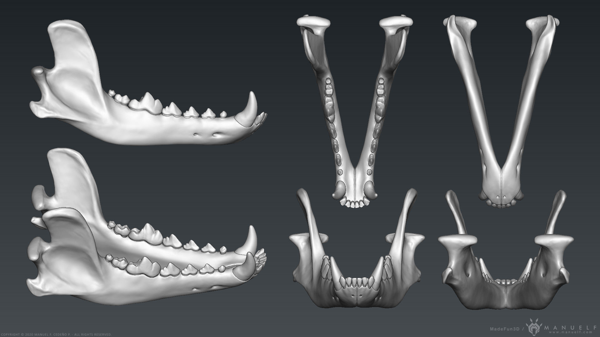 3D Wolf Skull - Highpoly sculpture 3D model_12