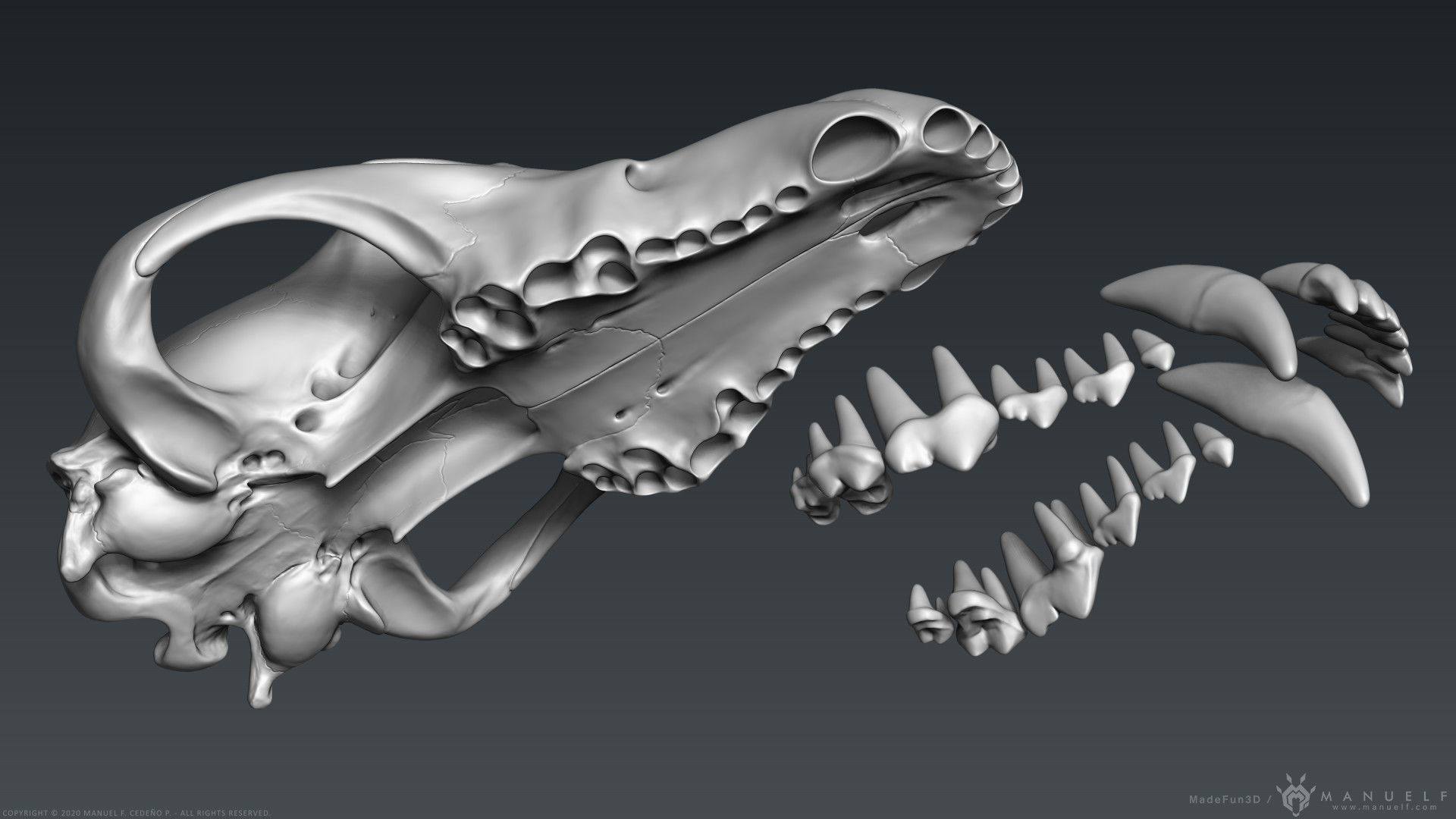 3D Wolf Skull - Highpoly sculpture 3D model_8