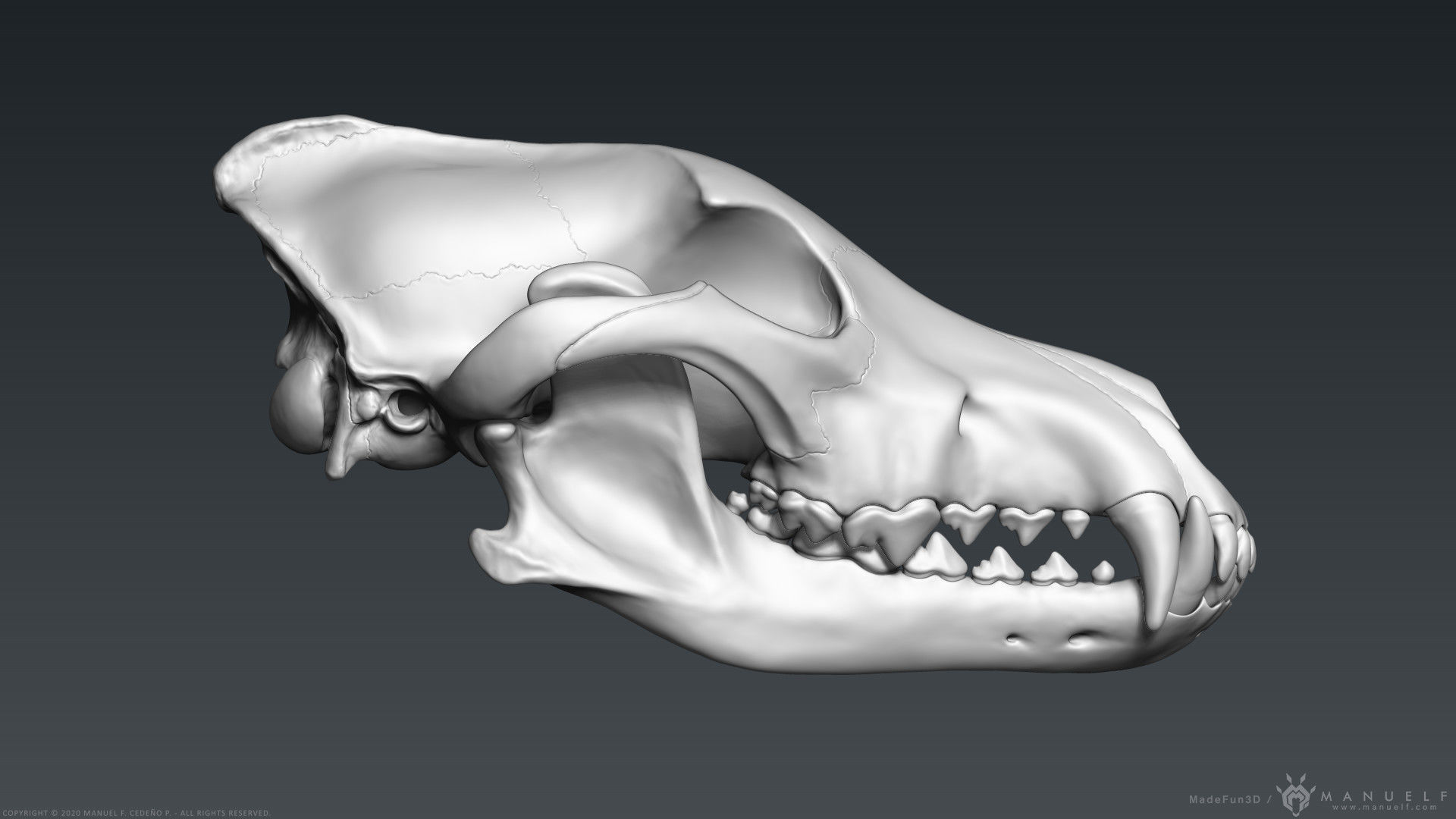 3D Wolf Skull - Highpoly sculpture 3D model_2