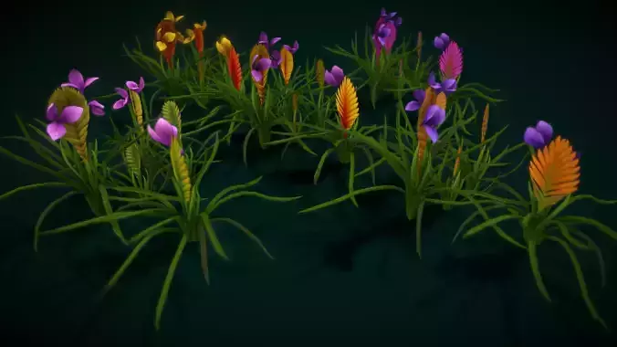 Flower Tillandsia Cyanea