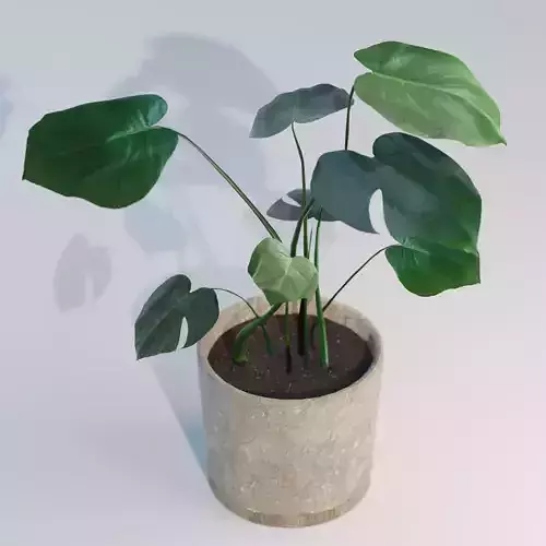 Monstera House Plant Low Poly