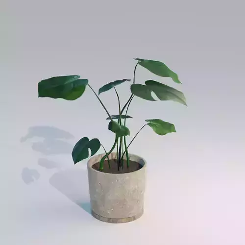  Monstera House Plant