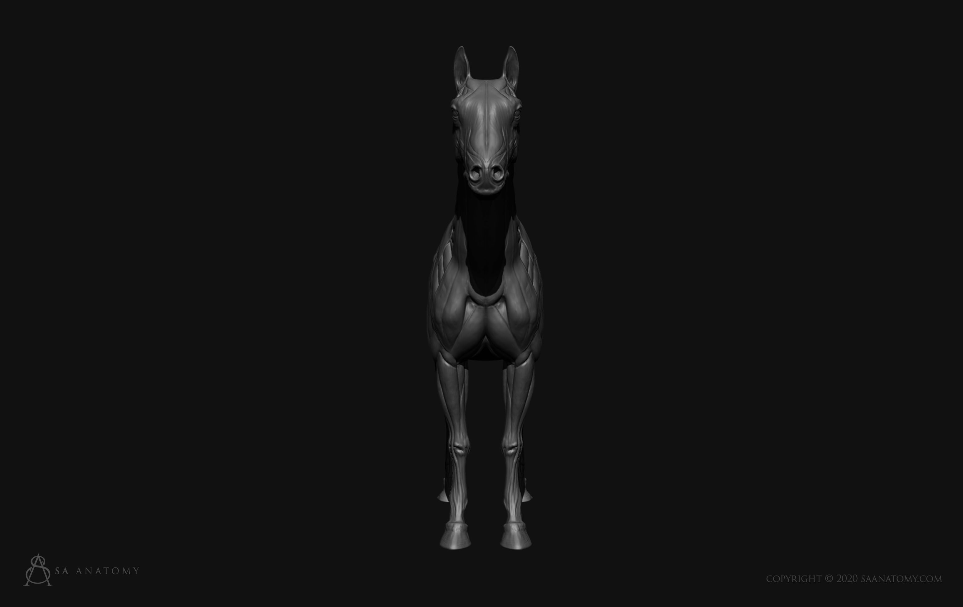 Horse-Equine Anatomy 3D print model_2