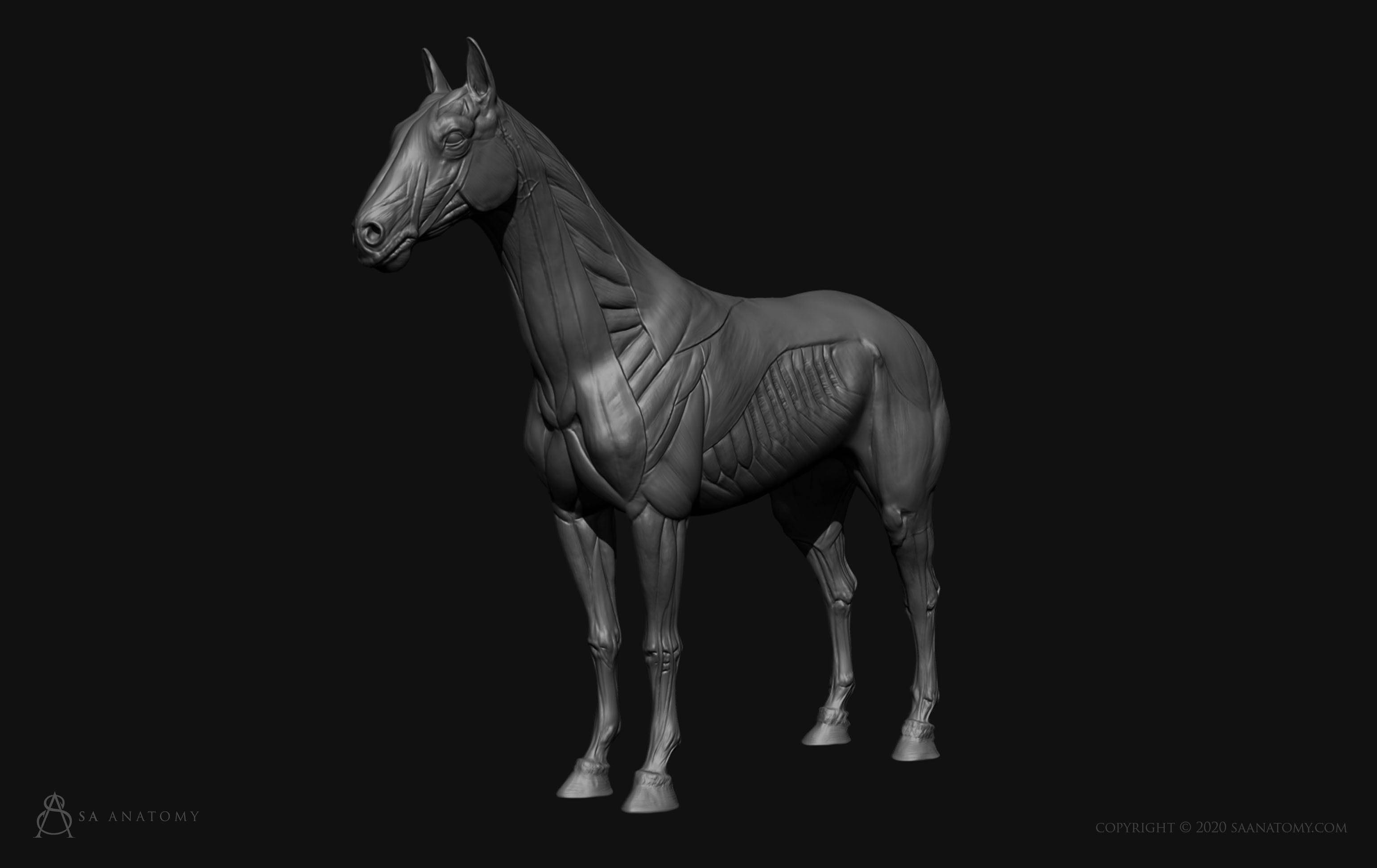Horse-Equine Anatomy 3D print model_1
