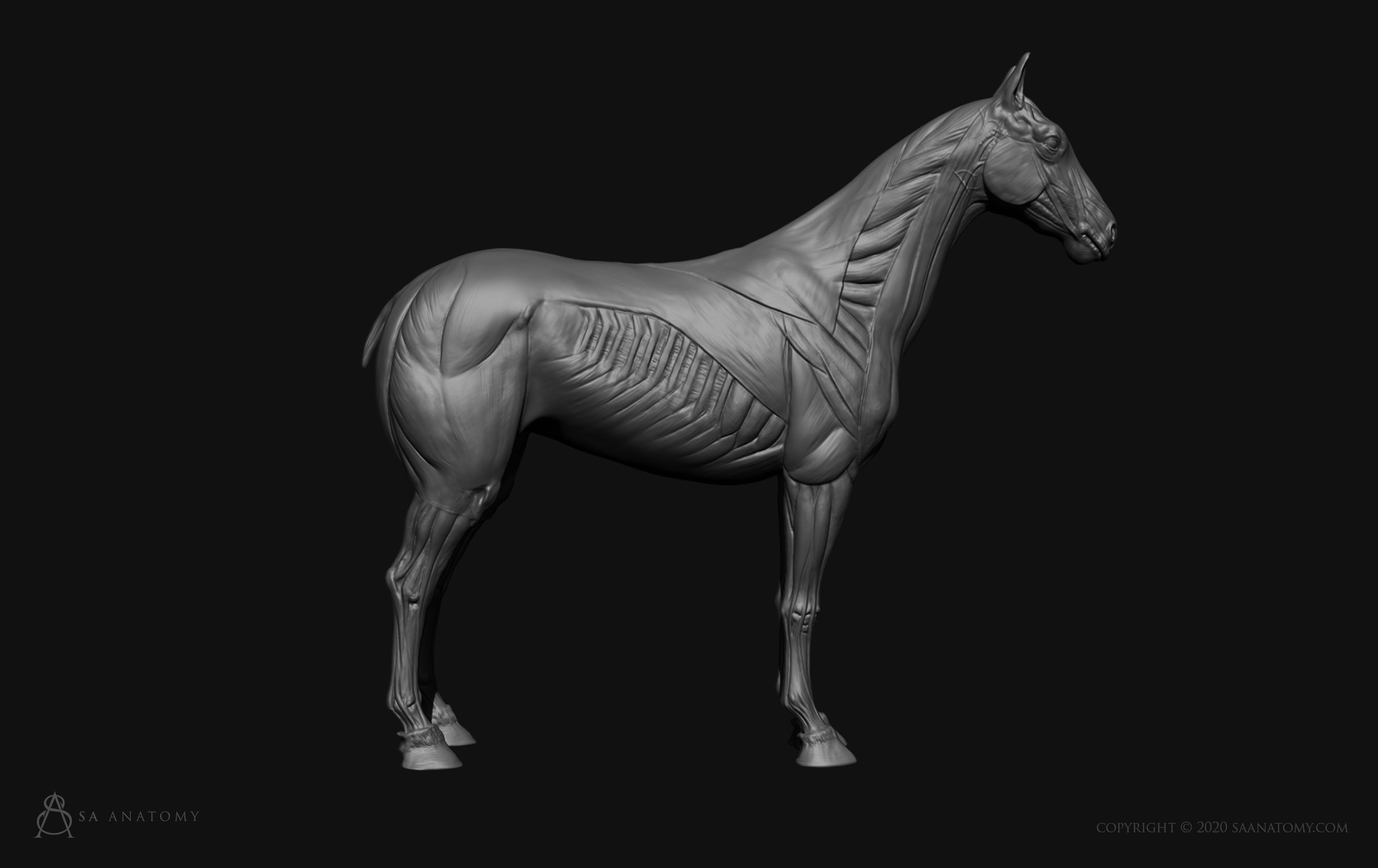 Horse-Equine Anatomy 3D print model_7
