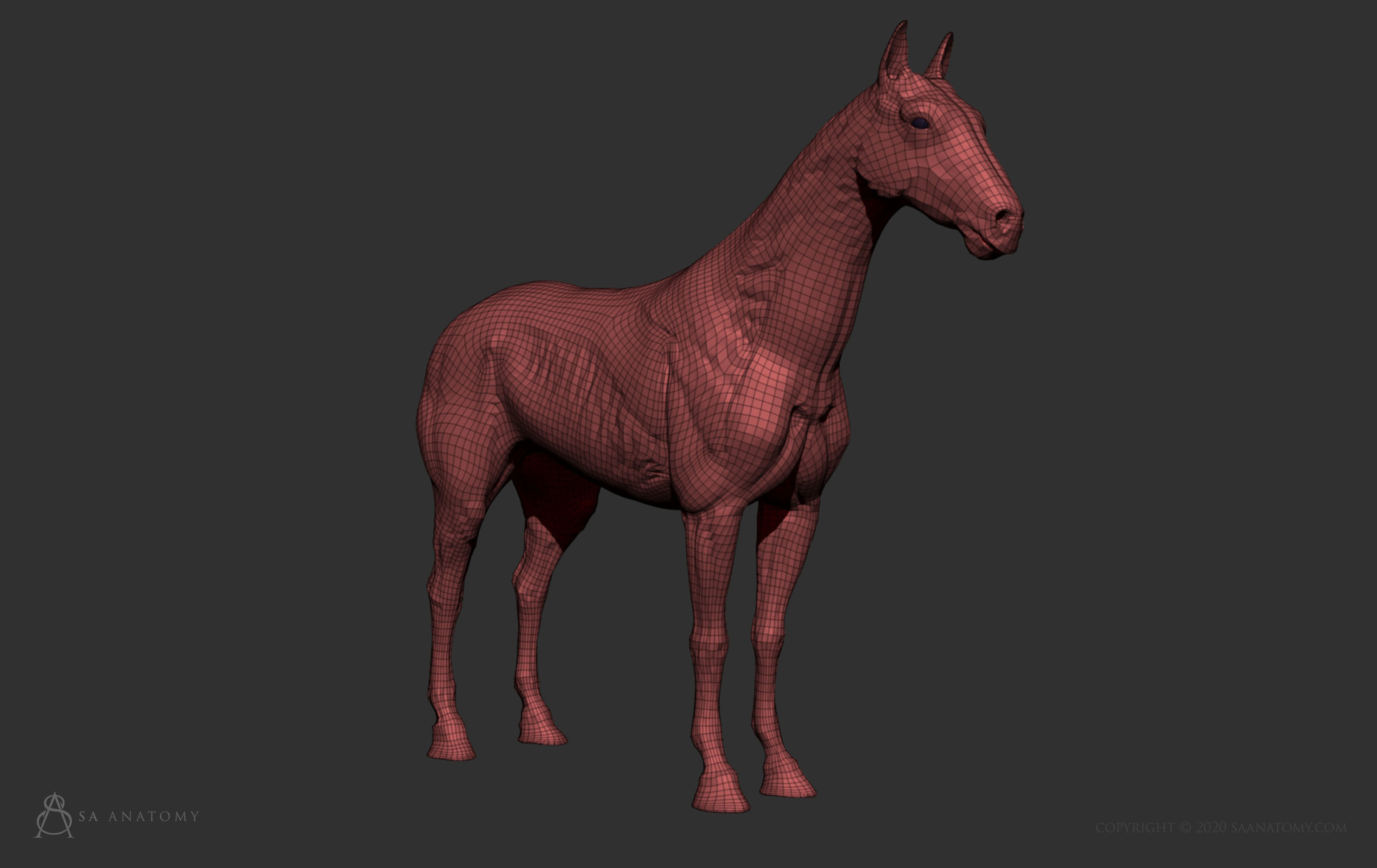 Horse-Equine Anatomy 3D print model_9