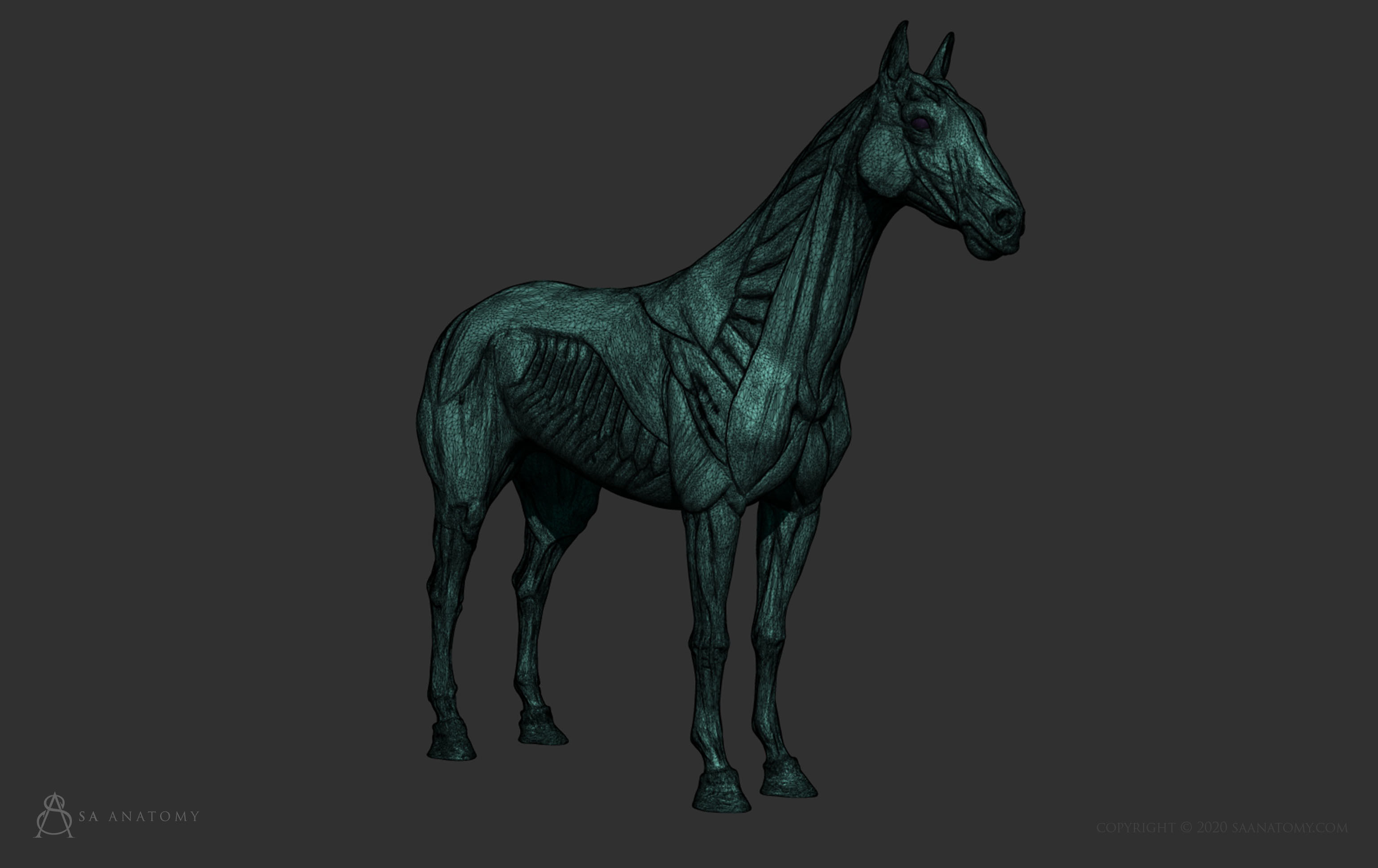 Horse Equine Anatomy 3d Model 3d Printable Cgtrader Horse Equine Anatomy 3d Model 3d Printable Cgtrader
