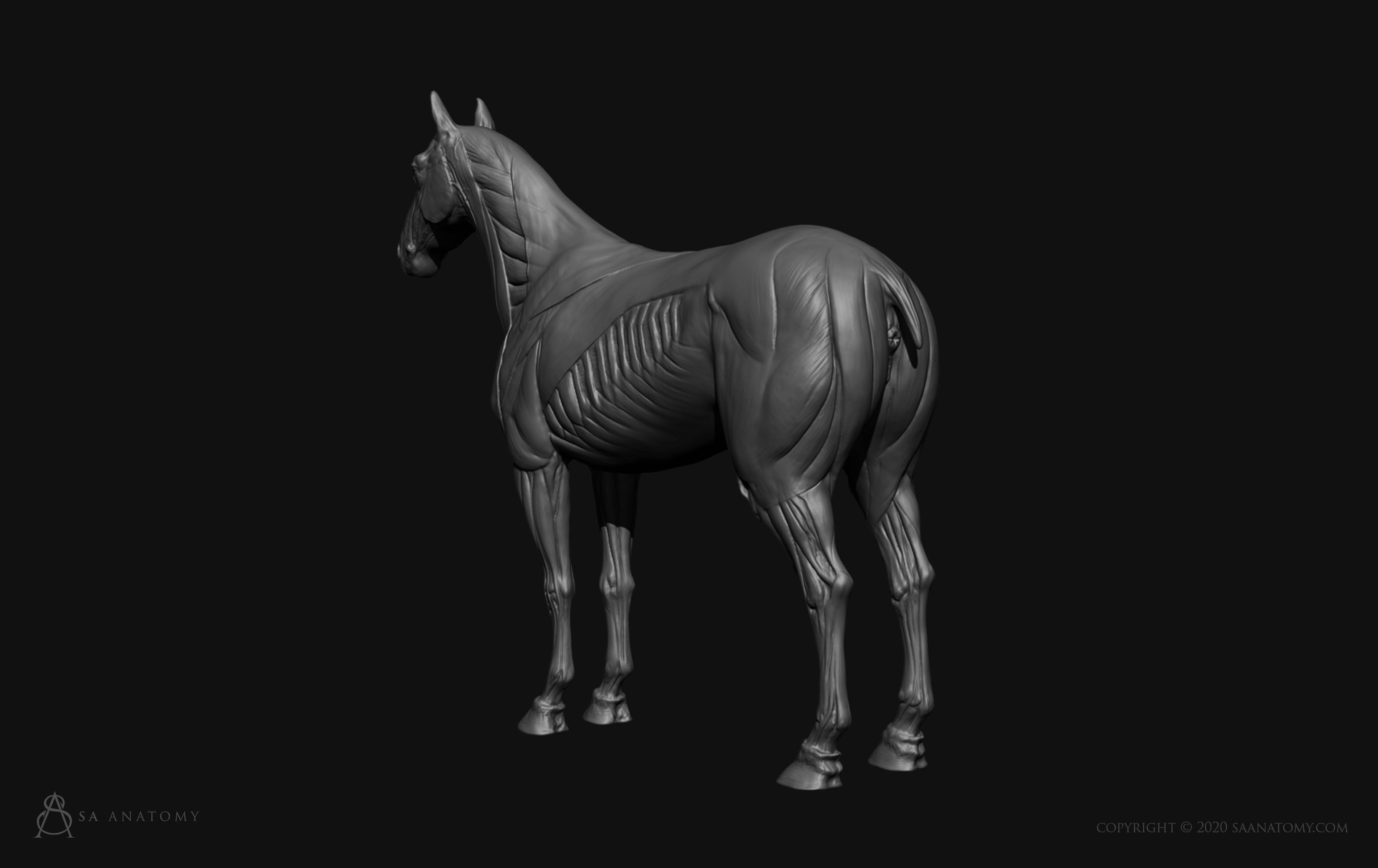 Horse-Equine Anatomy 3D print model_4