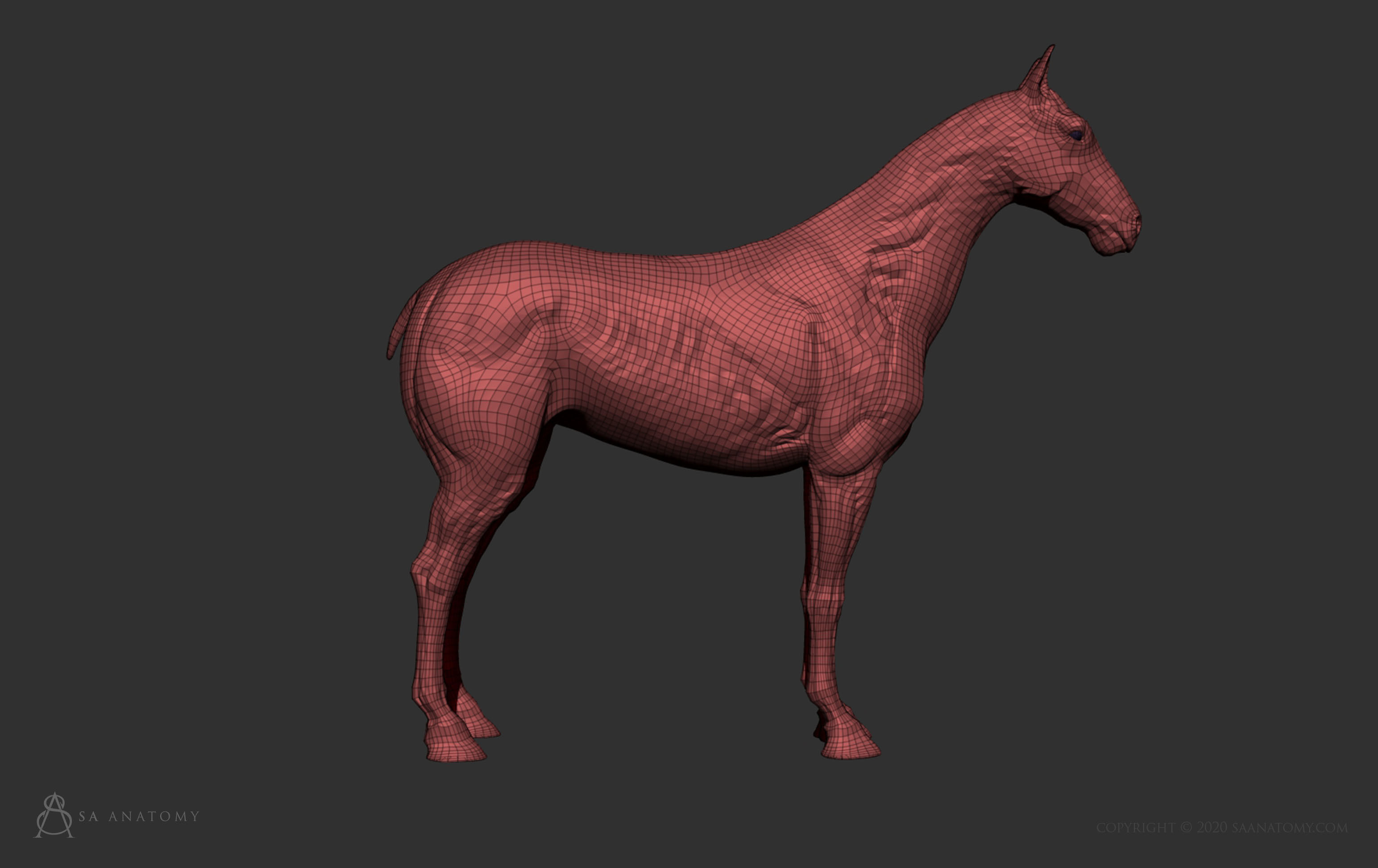 Horse-Equine Anatomy 3D print model_8