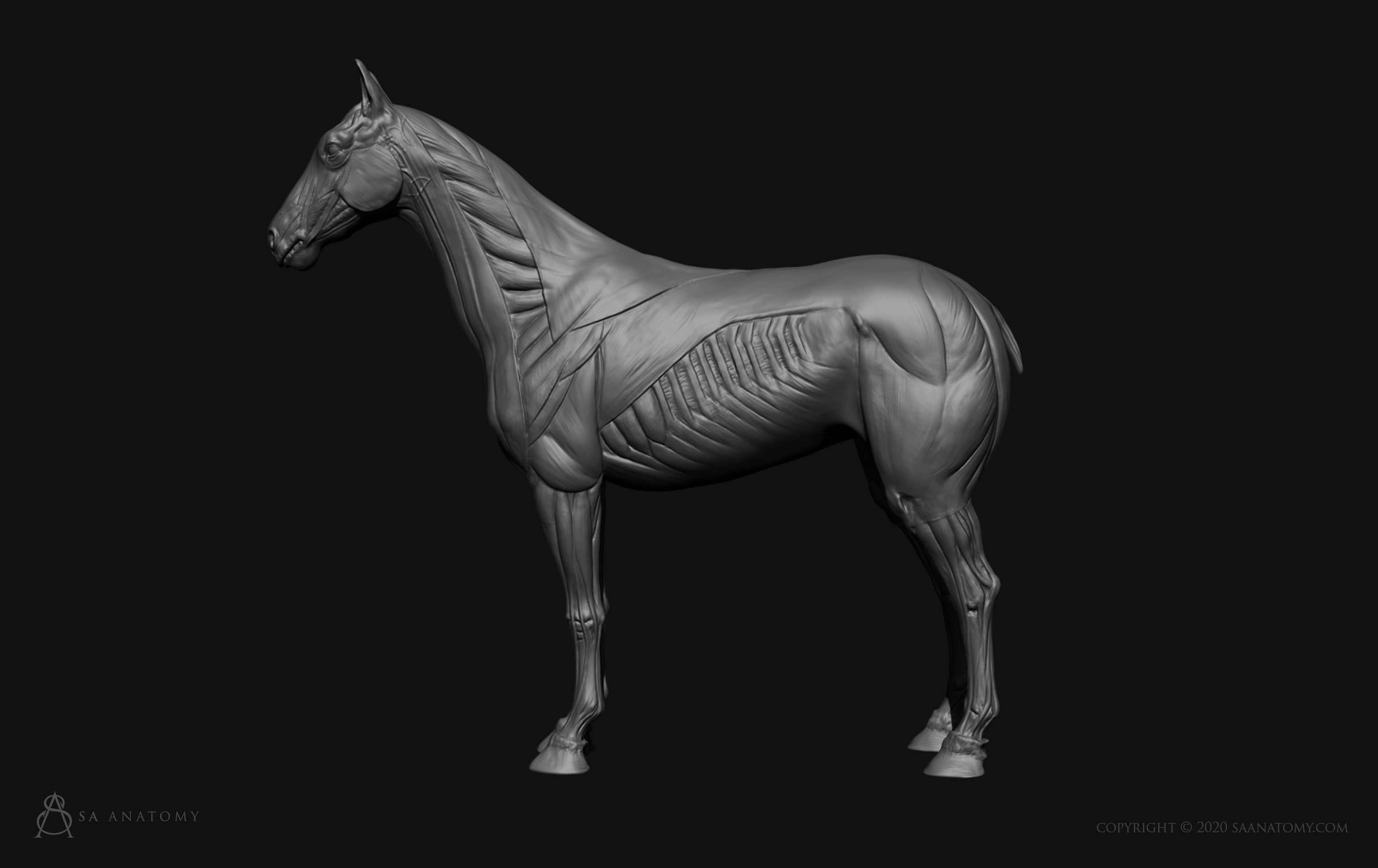 Horse-Equine Anatomy 3D print model_3