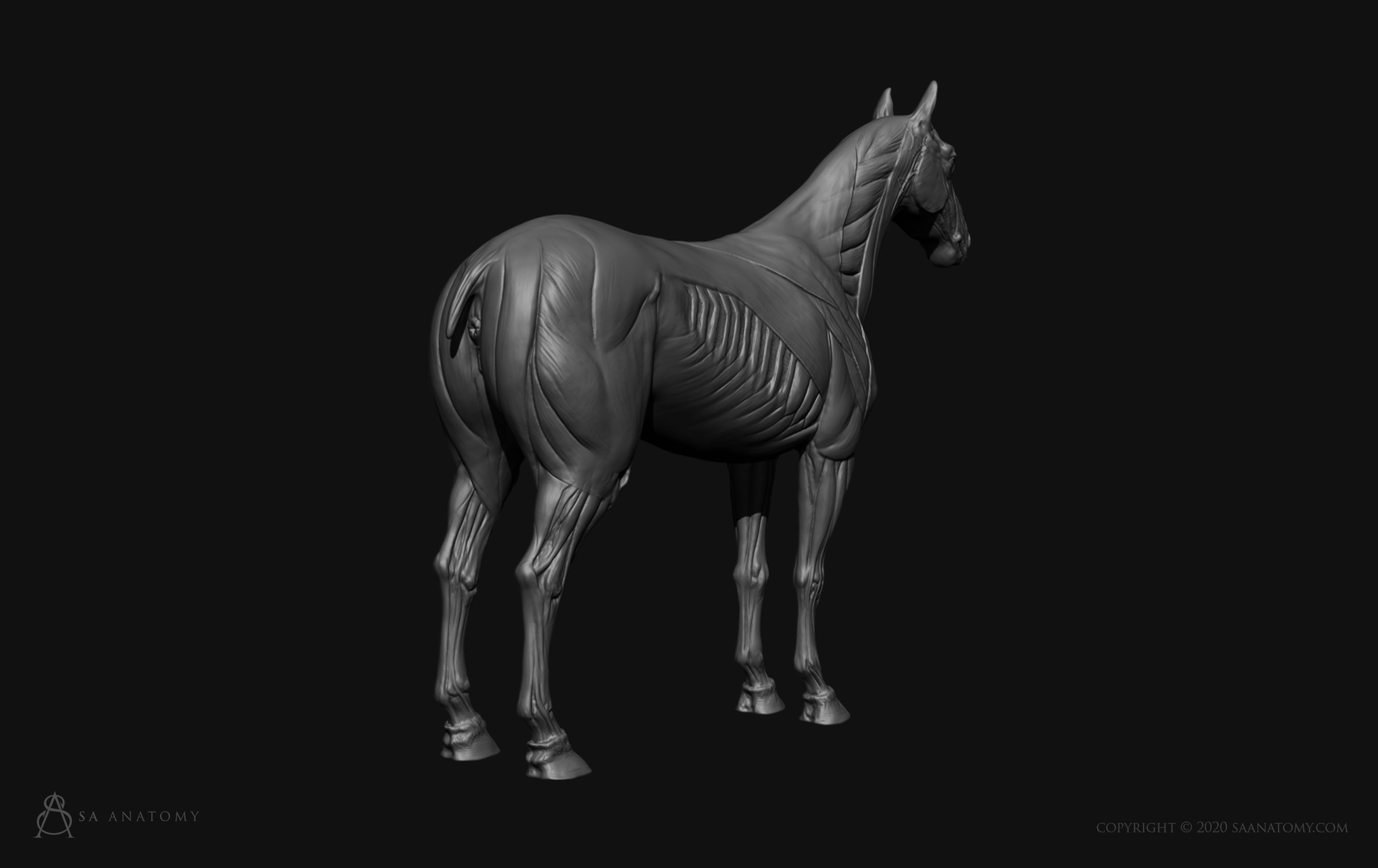 Horse-Equine Anatomy 3D print model_6