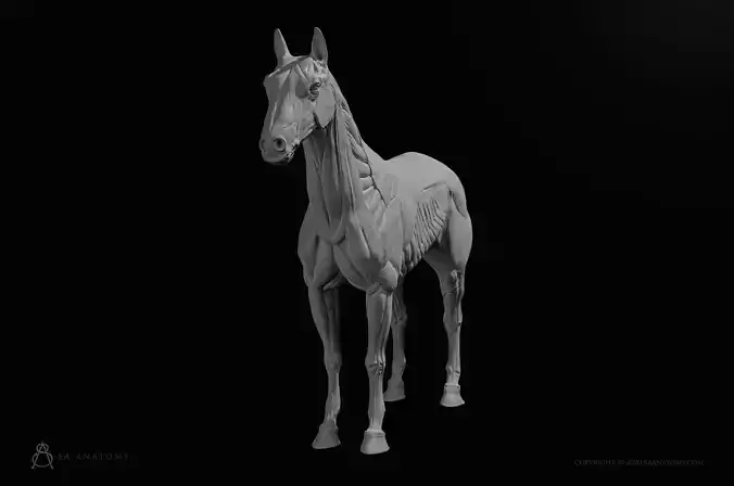 Horse-Equine Anatomy 3D print model